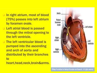 ❑ In right atrium, most of blood
{75%} passes into left atrium
by foramen ovale.
❑ Left atrial blood is passed
through the mitral opening to
the left ventricle.
❑ The left ventricular blood is
pumped into the ascending
and arch of aorta and
distributed by their branches
to
heart,head,neck,brain&arms.
 