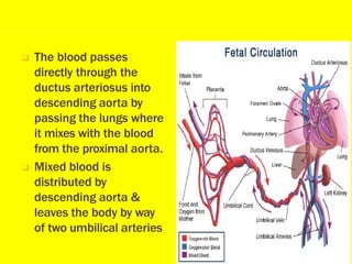 ❑ The blood passes
directly through the
ductus arteriosus into
descending aorta by
passing the lungs where
it mixes with the blood
from the proximal aorta.
❑ Mixed blood is
distributed by
descending aorta &
leaves the body by way
of two umbilical arteries
 
