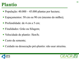 Plantio
10
 População: 40.000 – 45.000 plantas por hectare;
 Espaçamentos: 50 cm ou 90 cm (mesmo do milho);
 Profundidade: de 4 cm a 5 cm;
 Finalidades: Grão ou Silagem;
 Velocidade de plantio: 5km/h;
 Custo da semente;
 Cuidado na dessecação pré-plantio: não usar atrazina.
 