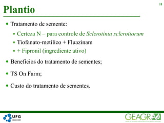 Plantio
11
 Tratamento de semente:
 Certeza N – para controle de Sclerotinia sclerotiorum
 Tiofanato-metílico + Fluazinam
 + Fipronil (ingrediente ativo)
 Benefícios do tratamento de sementes;
 TS On Farm;
 Custo do tratamento de sementes.
 