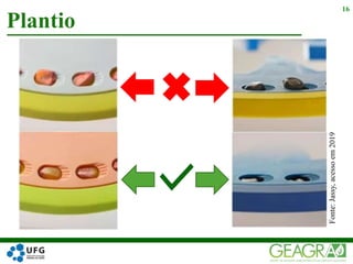 16
Fonte:Jassy,acessoem2019
Plantio
 