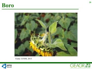 28
Fonte: UFSM, 2015
Boro
 