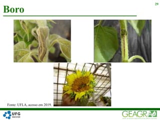 29
Fonte: UFLA, acesso em 2019.
Boro
 
