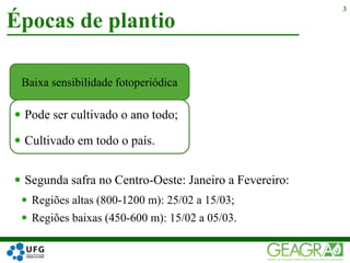  Pode ser cultivado o ano todo;
 Cultivado em todo o país.
Épocas de plantio
3
Baixa sensibilidade fotoperiódica
 Segunda safra no Centro-Oeste: Janeiro a Fevereiro:
 Regiões altas (800-1200 m): 25/02 a 15/03;
 Regiões baixas (450-600 m): 15/02 a 05/03.
 