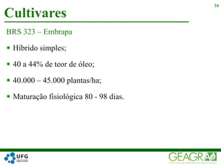 Cultivares
34
BRS 323 – Embrapa
 Híbrido simples;
 40 a 44% de teor de óleo;
 40.000 – 45.000 plantas/ha;
 Maturação fisiológica 80 - 98 dias.
 