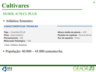 Cultivares
35
NUSOL 4170 CL PLUS
 Atlântica Sementes
Fonte: Atlântica Sementes
 População: 40.000 – 45.000 sementes/ha.
 
