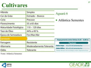 Cultivares
37
Aguará 6
 Atlântica Sementes
Fonte: Atlântica Sementes
 