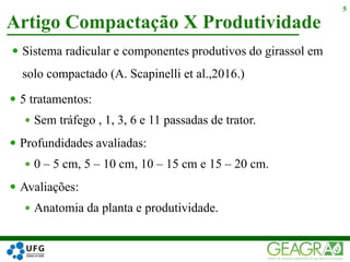 Artigo Compactação X Produtividade
5
 Sistema radicular e componentes produtivos do girassol em
solo compactado (A. Scapinelli et al.,2016.)
 5 tratamentos:
 Sem tráfego , 1, 3, 6 e 11 passadas de trator.
 Profundidades avaliadas:
 0 – 5 cm, 5 – 10 cm, 10 – 15 cm e 15 – 20 cm.
 Avaliações:
 Anatomia da planta e produtividade.
 