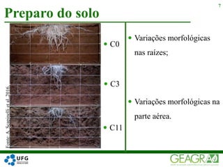 Preparo do solo
7Fonte:A.Scapinellietal.,2016.
 C0
 C3
 C11
 Variações morfológicas
nas raízes;
 Variações morfológicas na
parte aérea.
 