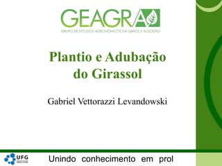 Unindo conhecimento em prol
Plantio e Adubação
do Girassol
Gabriel Vettorazzi Levandowski
 