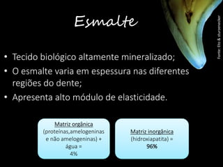 Esmalte
• Tecido biológico altamente mineralizado;
• O esmalte varia em espessura nas diferentes
regiões do dente;
• Apresenta alto módulo de elasticidade.
Fonte:Eto&sturzenecker
Matriz orgânica
(proteínas,amelogeninas
e não amelogeninas) +
água =
4%
Matriz inorgânica
(hidroxiapatita) =
96%
 