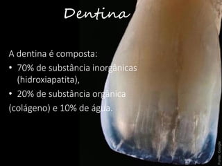 Dentina
A dentina é composta:
• 70% de substância inorgânicas
(hidroxiapatita),
• 20% de substância orgânica
(colágeno) e 10% de água.
Fonte:Google
 