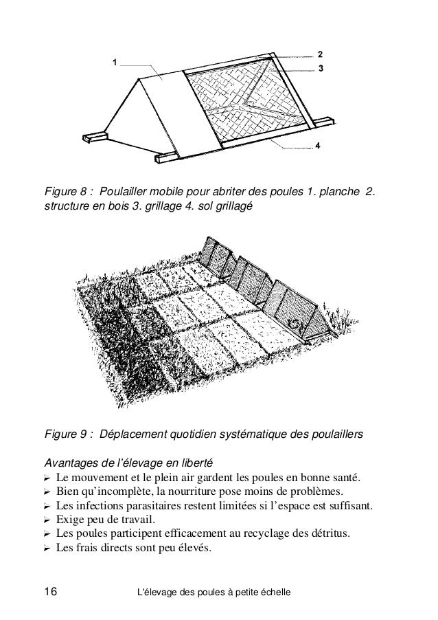 Lu0027élevage de poules à petite échelle