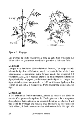 Figure 2 : Pinçage

Les grappes de fruits pousseront le long de cette tige principale. Le
fait de tailler les gourmands améliore la qualité et la taille des fruits.

L’écimage
Lorsque 3 à 5 feuilles se sont entièrement formées, l’on coupe l’extré-
mité de la tige des variétés de tomate à croissance indéterminée. L’on
laisse pousser les gourmands qui se forment à partir des premiers 2 à 4
bourgeons. Ainsi, 2 à 4 pousses latérales se développeront en tant que
tiges principales, appuyées par des tuteurs (voir figure 3). Lorsque ces
tiges atteindront une longueur de 1 à 1,25 m, il faudra également les
écimer. En général, 3 à 4 grappes de fruits poussent le long de chaque
tige.

L’effeuillage
Il faut enlever les feuilles anciennes, jaunies ou malades des pieds de
tomate. Ceci permet de réprimer le développement et la propagation
des maladies. Faites attention au moment de tailler les plantes. Il est
très facile de propager une maladie avec les mains ou les outils que
vous utilisez, il faudra donc éviter les pieds contaminés. Nettoyez ré-


24                        La culture des tomates
 
