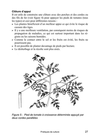 Clôture d’appui
Il est utile de construire une clôture avec des perches et des cordes ou
des fils de fer (voir figure 4) pour appuyer les pieds de tomates (tous
les types) et ceci pour différentes raisons :
? Les plantes bénéficient d’un meilleur appui ce qui évite le risque de
   cassure des tiges.
? Il y a une meilleure ventilation, par conséquent moins de risques de
   propagation de maladies, ce qui est surtout important dans les ré-
   gions ou les saisons humides.
? Comme le contact entre le sol et les fruits est évité, les fruits ne
   pourrissent pas.
? Il est possible de planter davantage de pieds par hectare.
? Le désherbage et la récolte sont plus aisés.




Figure 5 : Pied de tomate à croissance déterminée appuyé par
deux cordes parallèles




                           Pratiques de culture                      27
 