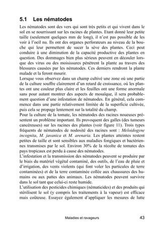 5.1    Les nématodes
Les nématodes sont des vers qui sont très petits et qui vivent dans le
sol en se nourrissant sur les racines de plantes. Etant donné leur petite
taille (seulement quelques mm de long), il n’est pas possible de les
voir à l’oeil nu. Ils ont des organes perforateurs au niveau de la bou-
che qui leur permettent de sucer la sève des plantes. Ceci peut
conduire à une diminution de la capacité productive des plantes en
question. Des dommages bien plus sérieux peuvent en découler lors-
que des virus ou des moisissures pénètrent la plante au travers des
blessures causées par les nématodes. Ces derniers rendront la plante
malade et la feront mourir.
Lorsque vous observez dans un champ cultivé une zone où une partie
de la culture souffre clairement d’un retard de croissance, où les plan-
tes ont une couleur plus claire et les feuilles ont une forme anormale
sans pour autant montrer des aspects de mosaïque, il sera probable-
ment question d’une infestation de nématodes. En général, cela com-
mence dans une partie relativement limitée de la superficie cultivée,
puis cela se propage lentement sur la totalité du champ.
Pour la culture de la tomate, les nématodes des racines noueuses pré-
sentent un problème important. Ils provoquent des galles (des tumeurs
cancéreuses) sur les racines des plantes (voir figure 11). Trois types
fréquents de nématodes de nodosité des racines sont : Meloidogyne
incognita, M. javanica et M. arenaria. Les plantes atteintes restent
petites de taille et sont sensibles aux maladies fongiques et bactérien-
nes transmises par le sol. Environ 30% de la récolte de tomates des
pays tropicaux est perdu à cause des nématodes.
L’infestation et la transmission des nématodes peuvent se produire par
le biais du matériel végétal contaminé, des outils, de l’eau de pluie et
d’irrigation, des vents violents (qui font voler les particules de terre
contaminées) et de la terre contaminée collée aux chaussures des hu-
mains ou aux pattes des animaux. Les nématodes peuvent survivre
dans le sol tant que celui-ci reste humide.
L’utilisation des pesticides chimiques (nématicides) et des produits qui
stérilisent le sol (y compris les traitements à la vapeur) est efficace
mais coûteuse. Essayez également d’appliquer les mesures de lutte



                          Maladies et ravageurs                       43
 