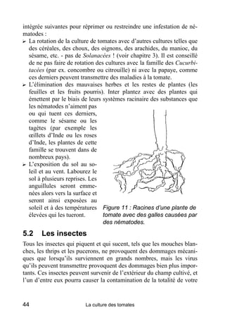 intégrée suivantes pour réprimer ou restreindre une infestation de né-
matodes :
? La rotation de la culture de tomates avec d’autres cultures telles que
   des céréales, des choux, des oignons, des arachides, du manioc, du
   sésame, etc. - pas de Solanacées ! (voir chapitre 3). Il est conseillé
   de ne pas faire de rotation des cultures avec la famille des Cucurbi-
   tacées (par ex. concombre ou citrouille) ni avec la papaye, comme
   ces derniers peuvent transmettre des maladies à la tomate.
? L’élimination des mauvaises herbes et les restes de plantes (les
   feuilles et les fruits pourris). Inter plantez avec des plantes qui
   émettent par le biais de leurs systèmes racinaire des substances que
   les nématodes n’aiment pas
   ou qui tuent ces derniers,
   comme le sésame ou les
   tagètes (par exemple les
   œillets d’Inde ou les roses
   d’Inde, les plantes de cette
   famille se trouvent dans de
   nombreux pays).
? L’exposition du sol au so-
   leil et au vent. Labourez le
   sol à plusieurs reprises. Les
   anguillules seront emme-
   nées alors vers la surface et
   seront ainsi exposées au
   soleil et à des températures Figure 11 : Racines d’une plante de
   élevées qui les tueront.       tomate avec des galles causées par
                                  des nématodes.
5.2    Les insectes
Tous les insectes qui piquent et qui sucent, tels que les mouches blan-
ches, les thrips et les pucerons, ne provoquent des dommages mécani-
ques que lorsqu’ils surviennent en grands nombres, mais les virus
qu’ils peuvent transmettre provoquent des dommages bien plus impor-
tants. Ces insectes peuvent survenir de l’extérieur du champ cultivé, et
l’un d’entre eux pourra causer la contamination de la totalité de votre


44                        La culture des tomates
 