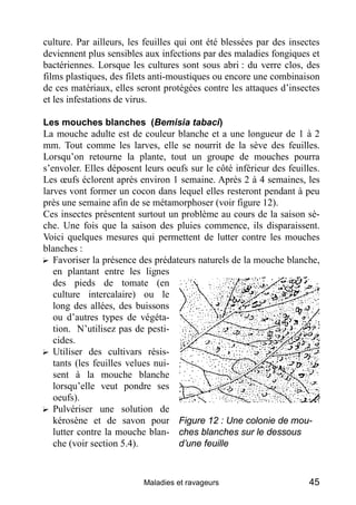culture. Par ailleurs, les feuilles qui ont été blessées par des insectes
deviennent plus sensibles aux infections par des maladies fongiques et
bactériennes. Lorsque les cultures sont sous abri : du verre clos, des
films plastiques, des filets anti-moustiques ou encore une combinaison
de ces matériaux, elles seront protégées contre les attaques d’insectes
et les infestations de virus.

Les mouches blanches (Bemisia tabaci)
La mouche adulte est de couleur blanche et a une longueur de 1 à 2
mm. Tout comme les larves, elle se nourrit de la sève des feuilles.
Lorsqu’on retourne la plante, tout un groupe de mouches pourra
s’envoler. Elles déposent leurs oeufs sur le côté inférieur des feuilles.
Les œufs éclorent après environ 1 semaine. Après 2 à 4 semaines, les
larves vont former un cocon dans lequel elles resteront pendant à peu
près une semaine afin de se métamorphoser (voir figure 12).
Ces insectes présentent surtout un problème au cours de la saison sè-
che. Une fois que la saison des pluies commence, ils disparaissent.
Voici quelques mesures qui permettent de lutter contre les mouches
blanches :
? Favoriser la présence des prédateurs naturels de la mouche blanche,
   en plantant entre les lignes
   des pieds de tomate (en
   culture intercalaire) ou le
   long des allées, des buissons
   ou d’autres types de végéta-
   tion. N’utilisez pas de pesti-
   cides.
? Utiliser des cultivars résis-
   tants (les feuilles velues nui-
   sent à la mouche blanche
   lorsqu’elle veut pondre ses
   oeufs).
? Pulvériser une solution de
   kérosène et de savon pour Figure 12 : Une colonie de mou-
   lutter contre la mouche blan- ches blanches sur le dessous
   che (voir section 5.4).         d’une feuille



                          Maladies et ravageurs                       45
 