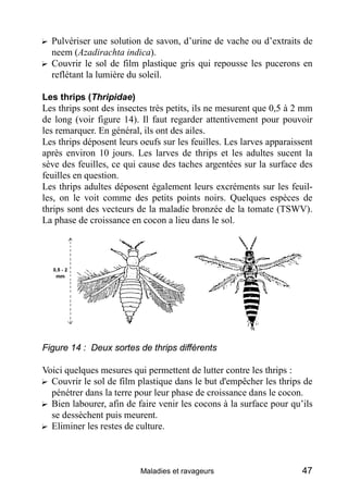 ? Pulvériser une solution de savon, d’urine de vache ou d’extraits de
  neem (Azadirachta indica).
? Couvrir le sol de film plastique gris qui repousse les pucerons en
  reflétant la lumière du soleil.

Les thrips (Thripidae)
Les thrips sont des insectes très petits, ils ne mesurent que 0,5 à 2 mm
de long (voir figure 14). Il faut regarder attentivement pour pouvoir
les remarquer. En général, ils ont des ailes.
Les thrips déposent leurs oeufs sur les feuilles. Les larves apparaissent
après environ 10 jours. Les larves de thrips et les adultes sucent la
sève des feuilles, ce qui cause des taches argentées sur la surface des
feuilles en question.
Les thrips adultes déposent également leurs excréments sur les feuil-
les, on le voit comme des petits points noirs. Quelques espèces de
thrips sont des vecteurs de la maladie bronzée de la tomate (TSWV).
La phase de croissance en cocon a lieu dans le sol.




Figure 14 : Deux sortes de thrips différents

Voici quelques mesures qui permettent de lutter contre les thrips :
? Couvrir le sol de film plastique dans le but d'empêcher les thrips de
  pénétrer dans la terre pour leur phase de croissance dans le cocon.
? Bien labourer, afin de faire venir les cocons à la surface pour qu’ils
  se dessèchent puis meurent.
? Eliminer les restes de culture.



                          Maladies et ravageurs                       47
 