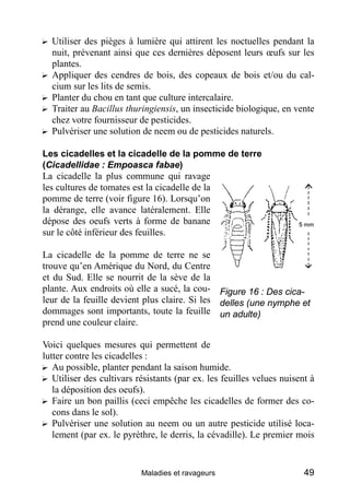 ? Utiliser des pièges à lumière qui attirent les noctuelles pendant la
  nuit, prévenant ainsi que ces dernières déposent leurs œufs sur les
  plantes.
? Appliquer des cendres de bois, des copeaux de bois et/ou du cal-
  cium sur les lits de semis.
? Planter du chou en tant que culture intercalaire.
? Traiter au Bacillus thuringiensis, un insecticide biologique, en vente
  chez votre fournisseur de pesticides.
? Pulvériser une solution de neem ou de pesticides naturels.

Les cicadelles et la cicadelle de la pomme de terre
(Cicadellidae : Empoasca fabae)
La cicadelle la plus commune qui ravage
les cultures de tomates est la cicadelle de la
pomme de terre (voir figure 16). Lorsqu’on
la dérange, elle avance latéralement. Elle
dépose des oeufs verts à forme de banane
sur le côté inférieur des feuilles.

La cicadelle de la pomme de terre ne se
trouve qu’en Amérique du Nord, du Centre
et du Sud. Elle se nourrit de la sève de la
plante. Aux endroits où elle a sucé, la cou- Figure 16 : Des cica-
leur de la feuille devient plus claire. Si les delles (une nymphe et
dommages sont importants, toute la feuille un adulte)
prend une couleur claire.

Voici quelques mesures qui permettent de
lutter contre les cicadelles :
? Au possible, planter pendant la saison humide.
? Utiliser des cultivars résistants (par ex. les feuilles velues nuisent à
   la déposition des oeufs).
? Faire un bon paillis (ceci empêche les cicadelles de former des co-
   cons dans le sol).
? Pulvériser une solution au neem ou un autre pesticide utilisé loca-
   lement (par ex. le pyrèthre, le derris, la cévadille). Le premier mois


                          Maladies et ravageurs                        49
 