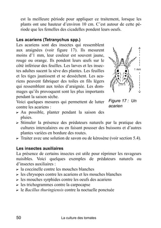 est la meilleure période pour appliquer ce traitement, lorsque les
  plants ont une hauteur d’environ 10 cm. C’est autour de cette pé-
  riode que les femelles des cicadelles pondent leurs oeufs.

Les acariens (Tetranychus spp.)
Les acariens sont des insectes qui ressemblent
aux araignées (voir figure 17). Ils mesurent
moins d’1 mm, leur couleur est souvent jaune,
rouge ou orange. Ils pondent leurs œufs sur le
côté inférieur des feuilles. Les larves et les insec-
tes adultes sucent la sève des plantes. Les feuilles
et les tiges jaunissent et se dessèchent. Les aca-
riens peuvent fabriquer des toiles en fils légers
qui ressemblent aux toiles d’araignée. Les dom-
mages qu’ils provoquent sont les plus importants
pendant la saison sèche.
Voici quelques mesures qui permettent de lutter Figure 17 : Un
contre les acariens :                                 acarien
? Au possible, planter pendant la saison des
   pluies.
? Stimuler la présence des prédateurs naturels par la pratique des
   cultures intercalaires ou en faisant pousser des buissons et d’autres
   plantes variées en bordure des routes.
? Traiter avec une solution de savon ou de kérosène (voir section 5.4).

Les insectes auxiliaires
La présence de certains insectes est utile pour réprimer les ravageurs
nuisibles. Voici quelques exemples de prédateurs naturels ou
d’insectes auxiliaires :
? la coccinelle contre les mouches blanches
? les chrysopes contre les acariens et les mouches blanches
? les mouches syrphides contre les oeufs des acariens
? les trichogrammes contre la carpocapse
? le Bacillus thuringiensis contre la noctuelle ponctuée




50                       La culture des tomates
 