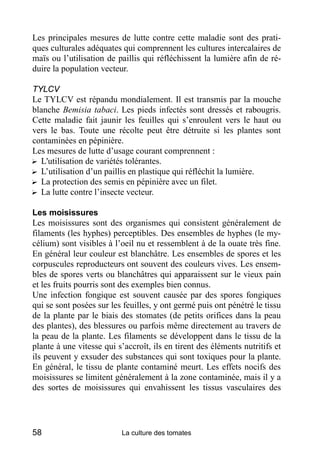 Les principales mesures de lutte contre cette maladie sont des prati-
ques culturales adéquates qui comprennent les cultures intercalaires de
maïs ou l’utilisation de paillis qui réfléchissent la lumière afin de ré-
duire la population vecteur.

TYLCV
Le TYLCV est répandu mondialement. Il est transmis par la mouche
blanche Bemisia tabaci. Les pieds infectés sont dressés et rabougris.
Cette maladie fait jaunir les feuilles qui s’enroulent vers le haut ou
vers le bas. Toute une récolte peut être détruite si les plantes sont
contaminées en pépinière.
Les mesures de lutte d’usage courant comprennent :
? L'utilisation de variétés tolérantes.
? L’utilisation d’un paillis en plastique qui réfléchit la lumière.
? La protection des semis en pépinière avec un filet.
? La lutte contre l’insecte vecteur.

Les moisissures
Les moisissures sont des organismes qui consistent généralement de
filaments (les hyphes) perceptibles. Des ensembles de hyphes (le my-
célium) sont visibles à l’oeil nu et ressemblent à de la ouate très fine.
En général leur couleur est blanchâtre. Les ensembles de spores et les
corpuscules reproducteurs ont souvent des couleurs vives. Les ensem-
bles de spores verts ou blanchâtres qui apparaissent sur le vieux pain
et les fruits pourris sont des exemples bien connus.
Une infection fongique est souvent causée par des spores fongiques
qui se sont posées sur les feuilles, y ont germé puis ont pénétré le tissu
de la plante par le biais des stomates (de petits orifices dans la peau
des plantes), des blessures ou parfois même directement au travers de
la peau de la plante. Les filaments se développent dans le tissu de la
plante à une vitesse qui s’accroît, ils en tirent des éléments nutritifs et
ils peuvent y exsuder des substances qui sont toxiques pour la plante.
En général, le tissu de plante contaminé meurt. Les effets nocifs des
moisissures se limitent généralement à la zone contaminée, mais il y a
des sortes de moisissures qui envahissent les tissus vasculaires des




58                        La culture des tomates
 