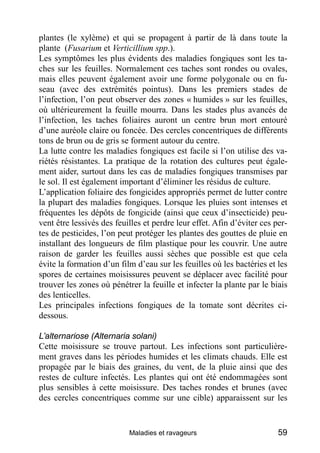 plantes (le xylème) et qui se propagent à partir de là dans toute la
plante (Fusarium et Verticillium spp.).
Les symptômes les plus évidents des maladies fongiques sont les ta-
ches sur les feuilles. Normalement ces taches sont rondes ou ovales,
mais elles peuvent également avoir une forme polygonale ou en fu-
seau (avec des extrémités pointus). Dans les premiers stades de
l’infection, l’on peut observer des zones « humides » sur les feuilles,
où ultérieurement la feuille mourra. Dans les stades plus avancés de
l’infection, les taches foliaires auront un centre brun mort entouré
d’une auréole claire ou foncée. Des cercles concentriques de différents
tons de brun ou de gris se forment autour du centre.
La lutte contre les maladies fongiques est facile si l’on utilise des va-
riétés résistantes. La pratique de la rotation des cultures peut égale-
ment aider, surtout dans les cas de maladies fongiques transmises par
le sol. Il est également important d’éliminer les résidus de culture.
L’application foliaire des fongicides appropriés permet de lutter contre
la plupart des maladies fongiques. Lorsque les pluies sont intenses et
fréquentes les dépôts de fongicide (ainsi que ceux d’insecticide) peu-
vent être lessivés des feuilles et perdre leur effet. Afin d’éviter ces per-
tes de pesticides, l’on peut protéger les plantes des gouttes de pluie en
installant des longueurs de film plastique pour les couvrir. Une autre
raison de garder les feuilles aussi sèches que possible est que cela
évite la formation d’un film d’eau sur les feuilles où les bactéries et les
spores de certaines moisissures peuvent se déplacer avec facilité pour
trouver les zones où pénétrer la feuille et infecter la plante par le biais
des lenticelles.
Les principales infections fongiques de la tomate sont décrites ci-
dessous.

L’alternariose (Alternaria solani)
Cette moisissure se trouve partout. Les infections sont particulière-
ment graves dans les périodes humides et les climats chauds. Elle est
propagée par le biais des graines, du vent, de la pluie ainsi que des
restes de culture infectés. Les plantes qui ont été endommagées sont
plus sensibles à cette moisissure. Des taches rondes et brunes (avec
des cercles concentriques comme sur une cible) apparaissent sur les


                           Maladies et ravageurs                         59
 