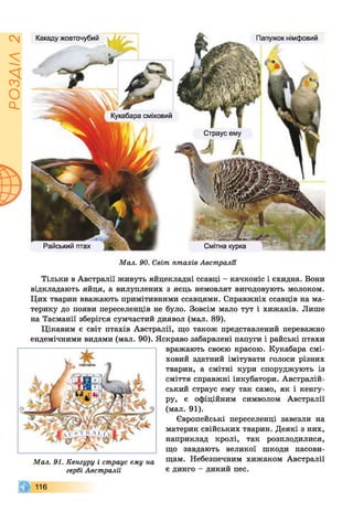 ІZlVSOd
Какаду жовточубий Папужок німфовий
Кукабара сміховий
Страус ему
Райський птах Смітна курка
Мал. 90. Світ птахів Австралії
Тільки в Австралії живуть яйцекладні ссавці - качконіс і єхидна. Вони
відкладають яйця, а вилуплених з яєць немовлят вигодовують молоком.
Цих тварин вважають примітивними ссавцями. Справжніх ссавців на ма­
терику до появи переселенців не було. Зовсім мало тут і хижаків. Лише
на Тасманії зберігся сумчастий диявол (мал. 89).
Цікавим є світ птахів Австралії, що також представлений переважно
ендемічними видами (мал. 90). Яскраво забарвлені папуги і райські птахи
вражають своєю красою. Кукабара смі­
ховий здатний імітувати голоси різних
тварин, а смітні кури споруджують із
сміття справжні інкубатори. Австралій­
ський страус ему так само, як і кенгу­
ру, є офіційним символом Австралії
(мал. 91).
Європейські переселенці завезли на
материк свійських тварин. Деякі з них,
наприклад кролі, так розплодилися,
що завдають великої шкоди пасови­
щам. Небезпечним хижаком Австралії
є динго - дикий пес.
Мал. 91. Кенгуру і страус ему на
гербі Австралії
н е
 
