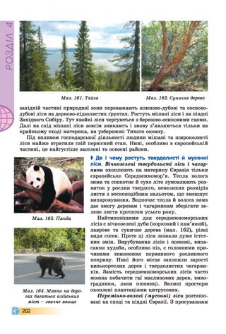 РОЗДІЛ4
Мал. 161. Тайга Мал. 162. Суничне дерево
західній частині природної зони переважають ялиново-дубові та сосново-
дубові ліси на дерново-підзолистих ґрунтах. Ростуть мішані ліси і на півдні
Західного Сибіру. Тут хвойні ліси чергуються з березово-осиковими гаями.
Далі на схід мішані ліси зовсім зникають і знову з’являються тільки на
крайньому сході материка, на узбережжі Тихого океану.
Під впливом господарської діяльності людини мішані та широколисті
ліси майже втратили свій первісний стан. Нині, особливо в європейській
частині, це найгустіше заселені та освоєні райони.
> Де і чому ростуть твердолисті й мусонні
ліси. Вічнозелені твердолисті ліси і чагар­
ники охоплюють на материку Євразія тільки
європейське Середземномор’я. Тепла волога
зима та спекотне й сухе літо зумовлюють роз­
виток у рослин твердого, невеликих розмірів
листя з воскоподібним нальотом, що зменшує
випаровування. Водночас тепла й волога зима
дає змогу деревам і чагарникам зберігати зе­
лене листя протягом усього року.
Найтиповішими для середземноморських
лісів є вічнозелені дуби (корковий і кам’яний),
лаврове та суничне дерева (мал. 162), різні
види сосен. Проте ці ліси зазнали дуже істот­
них змін. Вирубування лісів і пожежі, випа­
сання худоби, особливо кіз, є головними при­
чинами зникнення первинного рослинного
покриву. Нині його місце захопили зарості
низькорослих дерев і твердолистих чагарни­
ків. Замість середземноморських лісів часто
можна побачити гаї маслинових дерев, вино­
градники, лани пшениці. Великі простори
охоплені плантаціями цитрусових.
Перемінно-вологі (мусонні) ліси розташо­
вані на сході та півдні Євразії. З просуванням
Мал. 163. Панда
Мал. 164. Мавпи на доро­
гах багатьох азійських
міст - звичне явище
202
 