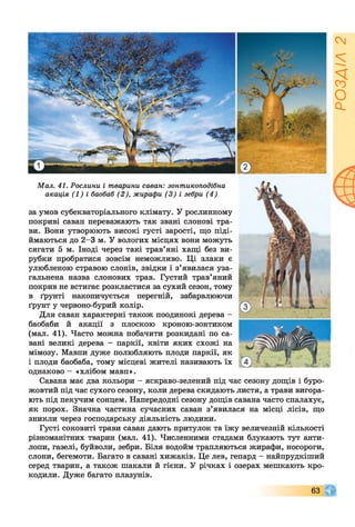 Мал. 41. Рослини і тварини саван: зонтикоподібна
акація (1) і баобаб (2), жирафи (3) і зебри (4)
за умов субекваторіального клімату. У рослинному
покриві саван переважають так звані слонові тра­
ви. Вони утворюють високі густі зарості, що піді­
ймаються до 2-3 м. У вологих місцях вони можуть
сягати 5 м. Іноді через такі трав’яні хащі без ви­
рубки пробратися зовсім неможливо. Ці злаки є
улюбленою стравою слонів, звідки і з’явилася уза­
гальнена назва слонових трав. Густий трав’яний
покрив не встигає розкластися за сухий сезон, тому
в ґрунті накопичується перегній, забарвлюючи
ґрунт у червоно-бурий колір.
Для саван характерні також поодинокі дерева -
баобаби й акації з плоскою кроною-зонтиком
(мал. 41). Часто можна побачити розкидані по са­
вані великі дерева - паркії, квіти яких схожі на
мімозу. Мавпи дуже полюбляють плоди паркії, як
і плоди баобаба, тому місцеві жителі називають їх
однаково - «хлібом мавп».
Савана має два кольори - яскраво-зелений під час сезону дощів і буро-
жовтий під час сухого сезону, коли дерева скидають листя, а трави вигора­
ють під пекучим сонцем. Напередодні сезону дощів савана часто спалахує,
як порох. Значна частина сучасних саван з’явилася на місці лісів, що
зникли через господарську діяльність людини.
Густі соковиті трави саван дають притулок та їжу величезній кількості
різноманітних тварин (мал. 41). Численними стадами блукають тут анти­
лопи, газелі, буйволи, зебри. Біля водойм трапляються жирафи, носороги,
слони, бегемоти. Багато в савані хижаків. Це лев, гепард - найпрудкіший
серед тварин, а також шакали й гієни. У річках і озерах мешкають кро­
кодили. Дуже багато плазунів.
63
РОЗДІЛ2
 