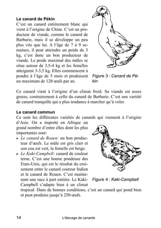 Le canard de Pékin
C’est un canard entièrement blanc qui
vient à l’origine de Chine. C’est un pro-
ducteur de viande, comme le canard de
Barbarie, mais il se développe un peu
plus vite que lui. A l’âge de 7 à 9 se-
maines, il peut atteindre un poids de 3
kg, c’est donc un bon producteur de
viande. Le poids maximal des mâles se
situe autour de 3,5-4 kg et les femelles
atteignent 3-3,5 kg. Elles commencent à
pondre à l’âge de 5 mois et produisent      Figure 3 : Canard de Pé-
un maximum de 120 œufs par an.              kin

Ce canard vient à l’origine d’un climat froid. Sa viande est assez
grasse, contrairement à celle du canard de Barbarie. C’est une variété
de canard tranquille qui a plus tendance à marcher qu’à voler.

Le canard commun
Ce sont les différentes variétés de canards qui viennent à l’origine
d’Asie. On a importé en Afrique un
grand nombre d’entre elles dont les plus
importantes sont:
? Le canard de Rouen: un bon produc-
  teur d’œufs. Le mâle est gris clair et
  son cou est vert, la femelle est beige.
? Le Kaki-Campbell: canard de couleur
  terne. C’est une bonne pondeuse des
  Etats-Unis, qui est le résultat du croi-
  sement entre le canard coureur Indien
  et le canard de Rouen. C’est mainte-
  nant une race à part entière. Le Kaki- Figure 4 : Kaki-Campbell
  Campbell s’adapte bien à un climat
  tropical. Dans de bonnes conditions, c’est un canard qui pond bien
  et peut produire jusqu’à 250 œufs.




14                        L'élevage de canards
 
