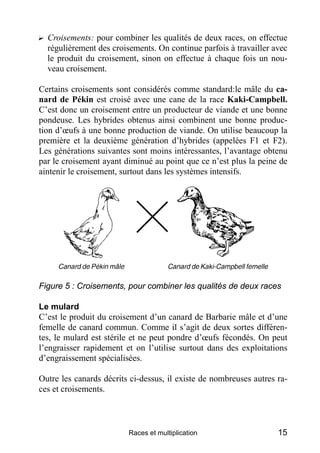 ? Croisements: pour combiner les qualités de deux races, on effectue
  régulièrement des croisements. On continue parfois à travailler avec
  le produit du croisement, sinon on effectue à chaque fois un nou-
  veau croisement.

Certains croisements sont considérés comme standard:le mâle du ca-
nard de Pékin est croisé avec une cane de la race Kaki-Campbell.
C’est donc un croisement entre un producteur de viande et une bonne
pondeuse. Les hybrides obtenus ainsi combinent une bonne produc-
tion d’œufs à une bonne production de viande. On utilise beaucoup la
première et la deuxième génération d’hybrides (appelées F1 et F2).
Les générations suivantes sont moins intéressantes, l’avantage obtenu
par le croisement ayant diminué au point que ce n’est plus la peine de
aintenir le croisement, surtout dans les systèmes intensifs.




Figure 5 : Croisements, pour combiner les qualités de deux races

Le mulard
C’est le produit du croisement d’un canard de Barbarie mâle et d’une
femelle de canard commun. Comme il s’agit de deux sortes différen-
tes, le mulard est stérile et ne peut pondre d’œufs fécondés. On peut
l’engraisser rapidement et on l’utilise surtout dans des exploitations
d’engraissement spécialisées.

Outre les canards décrits ci-dessus, il existe de nombreuses autres ra-
ces et croisements.



                         Races et multiplication                    15
 