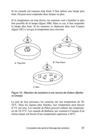 Si les canards ont toujours trop froid, il faut utiliser une lampe plus
forte. On peut aussi suspendre deux lampes ou plus.

Si la température est trop élevée, les canetons vont s’installer le plus
loin possible de la lampe (figure 10B). Dans ce cas, il faut suspendre
la lampe plus haut. Si les canetons se déplacent dans tout l’espace
(figure 10C) c’est que la température leur convient.




Figure 10 : Réaction de canetons à une source de chaleur (Barbe-
ra Oranje)

Le jour de leur naissance, les canetons ont une température de 30-
32°C. Dans les régions plus fraîches, leur température peut baisser
d’1°C par jour. Les canards de Pékin peuvent endurer des températu-
res de 10-15°C. Les canards de Barbarie, qui viennent à l’origine d’un
climat chaud, ont besoin d’une température supérieure à 20°C.




              L’incubation des œufs et l’élevage des canetons        31
 