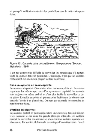 té, puisqu’il suffit de construire des poulaillers pour la nuit et des pon-
doirs.




Figure 12 : Canards dans un système en libre parcours (Source :
Meinderts, 1986)

Il est par contre plus difficile de surveiller les canards que s’il restent
toute la journée dans un poulailler. L’avantage, c’est que les canards
recherchent eux-mêmes la plupart de leur nourriture.

Dans un système en semi-captivité:
Les canards disposent d’un abri et d’un enclos en plein air. Les avan-
tages sont les mêmes que ceux d’un système en captivité: les canards
sont toujours au même endroit et c’est plus facile de surveiller ce qui
se passe. L’enclos en plein air permet plus facilement de donner aux
canards l’accès à un plan d’eau. On peut par exemple le construire en
partie sur un étang.

Système en captivité:
Les canards restent en permanence dans une étable ou dans un hangar.
C’est souvent le cas dans les grands élevages intensifs. Ce système
permet de surveiller les animaux et d’en éliminer certains quand c’est
nécessaire. Par contre, il demande davantage d’investissement. En ef-

36                         L'élevage de canards
 