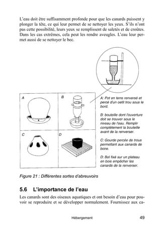 L’eau doit être suffisamment profonde pour que les canards puissent y
plonger la tête, ce qui leur permet de se nettoyer les yeux. S’ils n’ont
pas cette possibilité, leurs yeux se remplissent de saletés et de croûtes.
Dans les cas extrêmes, cela peut les rendre aveugles. L’eau leur per-
met aussi de se nettoyer le bec.




Figure 21 : Différentes sortes d’abreuvoirs


5.6     L’importance de l’eau
Les canards sont des oiseaux aquatiques et ont besoin d’eau pour pou-
voir se reproduire et se développer normalement. Fournissez aux ca-


                              Hébergement                              49
 