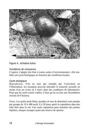 Figure 4 : Achatina fulica

Conditions de croissance
L’espèce s’adapte très bien à toutes sortes d’environnement ; elle mo...