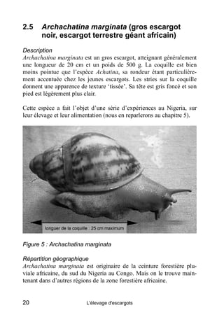 2.5    Archachatina marginata (gros escargot
       noir, escargot terrestre géant africain)
Description
Archachatina marg...