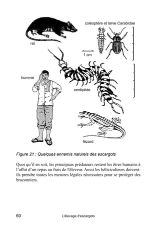 Figure 21 : Quelques ennemis naturels des escargots

Quoi qu’il en soit, les principaux prédateurs restent les êtres humai...
