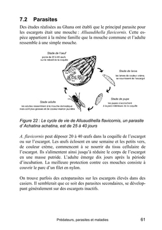 7.2    Parasites
Des études réalisées au Ghana ont établi que le principal parasite pour
les escargots était une mouche : ...