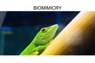 BIOMIMICRY
 