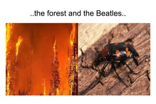 ..the forest and the Beatles..
 