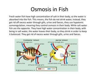 Biology Osmosis Presentation | PPTX