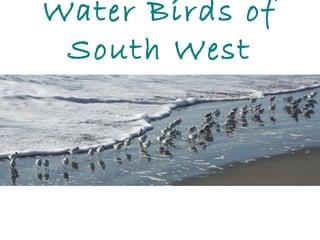 Water Birds of
South West
Florida
 