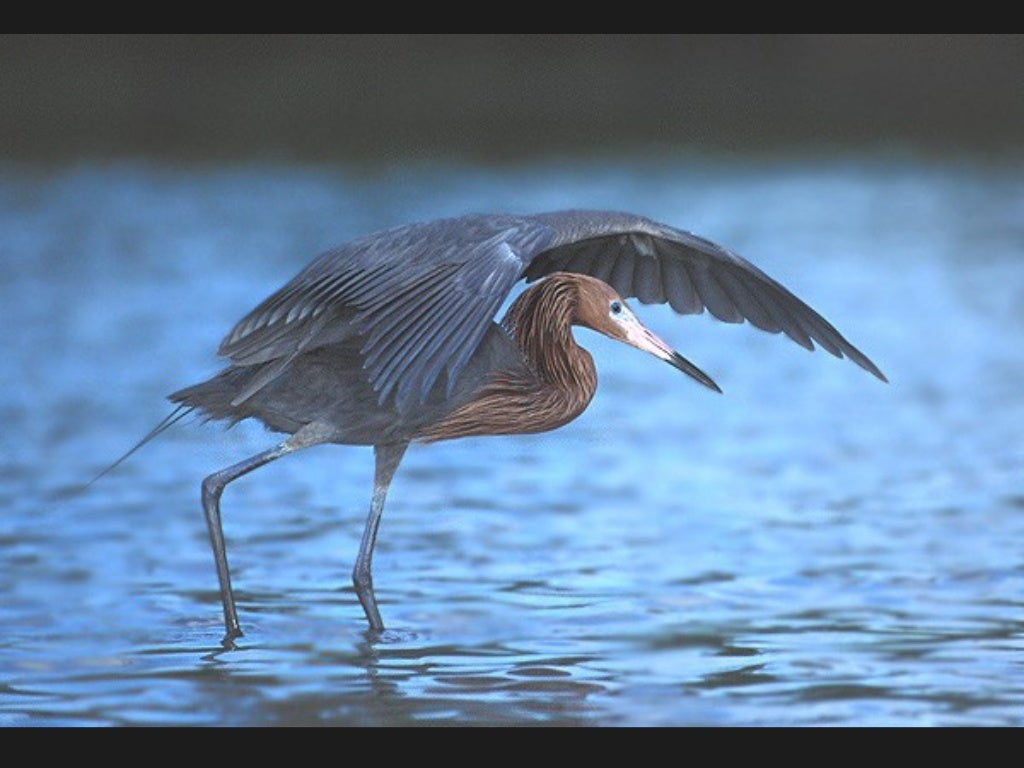 Water Birds of SW Florida