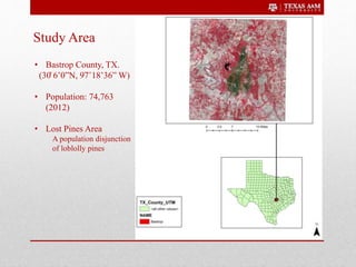 Study Area
• Bastrop County, TX.
(30̊ 6’0”N, 97˚18’36” W)
• Population: 74,763
(2012)
• Lost Pines Area
A population disjunction
of loblolly pines
 