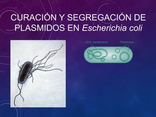 CURACIÓN Y SEGREGACIÓN DE
PLASMIDOS EN Escherichia coli
 