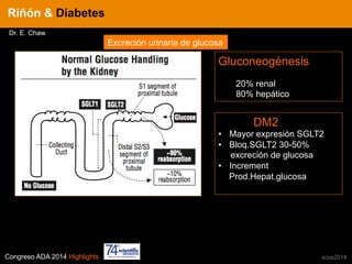 Congreso ADA 2014 Highlights xcos2014
IN CRE TINESRiñón & Diabetes
Dr. E. Chaw
Excreción urinaria de glucosaExcreción urinaria de glucosa
Gluconeogénesis
20% renal
80% hepático
DM2
•  Mayor expresión SGLT2
•  Bloq.SGLT2 30-50%
excreción de glucosa
•  Increment
Prod.Hepat.glucosa
 
