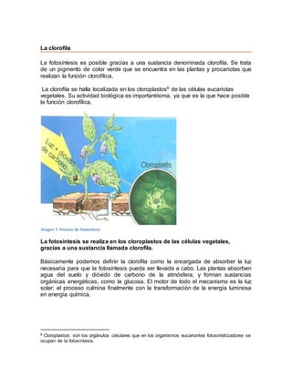 La clorofila
La fotosíntesis es posible gracias a una sustancia denominada clorofila. Se trata
de un pigmento de color verde que se encuentra en las plantas y procariotas que
realizan la función clorofílica.
La clorofila se halla localizada en los cloroplastos6 de las células eucariotas
vegetales. Su actividad biológica es importantísima, ya que es la que hace posible
la función clorofílica.
La fotosíntesis se realiza en los cloroplastos de las células vegetales,
gracias a una sustancia llamada clorofila.
Básicamente podemos definir la clorofila como la encargada de absorber la luz
necesaria para que la fotosíntesis pueda ser llevada a cabo. Las plantas absorben
agua del suelo y dióxido de carbono de la atmósfera, y forman sustancias
orgánicas energéticas, como la glucosa. El motor de todo el mecanismo es la luz
solar; el proceso culmina finalmente con la transformación de la energía luminosa
en energía química.
6 Cloroplastos: son los orgánulos celulares que en los organismos eucariontes fotosintetizadores se
ocupan de la fotosíntesis.
Imagen 7. Proceso de fotosíntesis
 