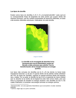 Los tipos de clorofila
Existen varios tipos de clorofilas; A, B, C, D, y la bacterioclorofila7, cada cual con
su correspondiente franja de longitudes de onda (ancho que ocupan dentro del
espectro luminoso), que les confiere propiedades de absorción diferentes, en base
a las también diferentes estructuras moleculares de cada clorofila.
Imagen 8. Clorofila
La clorofila es la encargada de absorber la luz
necesaria para que la fotosíntesis pueda ser
llevada a cabo, proceso que culmina 8con la
transformación de la energía luminosa en energía
química.
Los tipos más comunes de clorofilas son la A y B; las demás no tienen tanta
importancia funcional. La de tipo A supone dentro de las plantas verdes alrededor
del 75% de todas las clorofilas; capturan la energía luminosa dentro del espectro
rojo y violeta. Por su parte, la clorofila de tipo B es un pigmento de menor entidad
que no absorbe la luz dentro de la longitud de onda más común citado, pero que
tiene la propiedad de transferir la energía recibida a las clorofilas de tipo A, las
cuales finalmente sí convierten esa energía luminosa en energía química.
7 Bacterioclorofila: son unos pigmentos fotosintéticos que se encuentran en varias bacterias
fotógrafas.
8 Culmina: Llegar algo a su punto culminante.
 