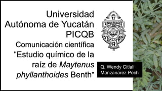 Universidad
Autónoma de Yucatán
PICQB
Comunicación científica
“Estudio químico de la
raíz de Maytenus
phyllanthoides Benth”
Q. Wendy Citlali
Manzanarez Pech
 